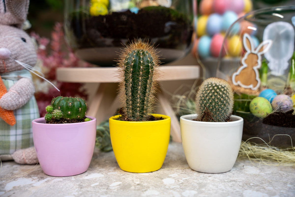 Plant Set Of 3 With Mini Pot - Pastel Spring - Mixed Plants - Ø 6 Cm