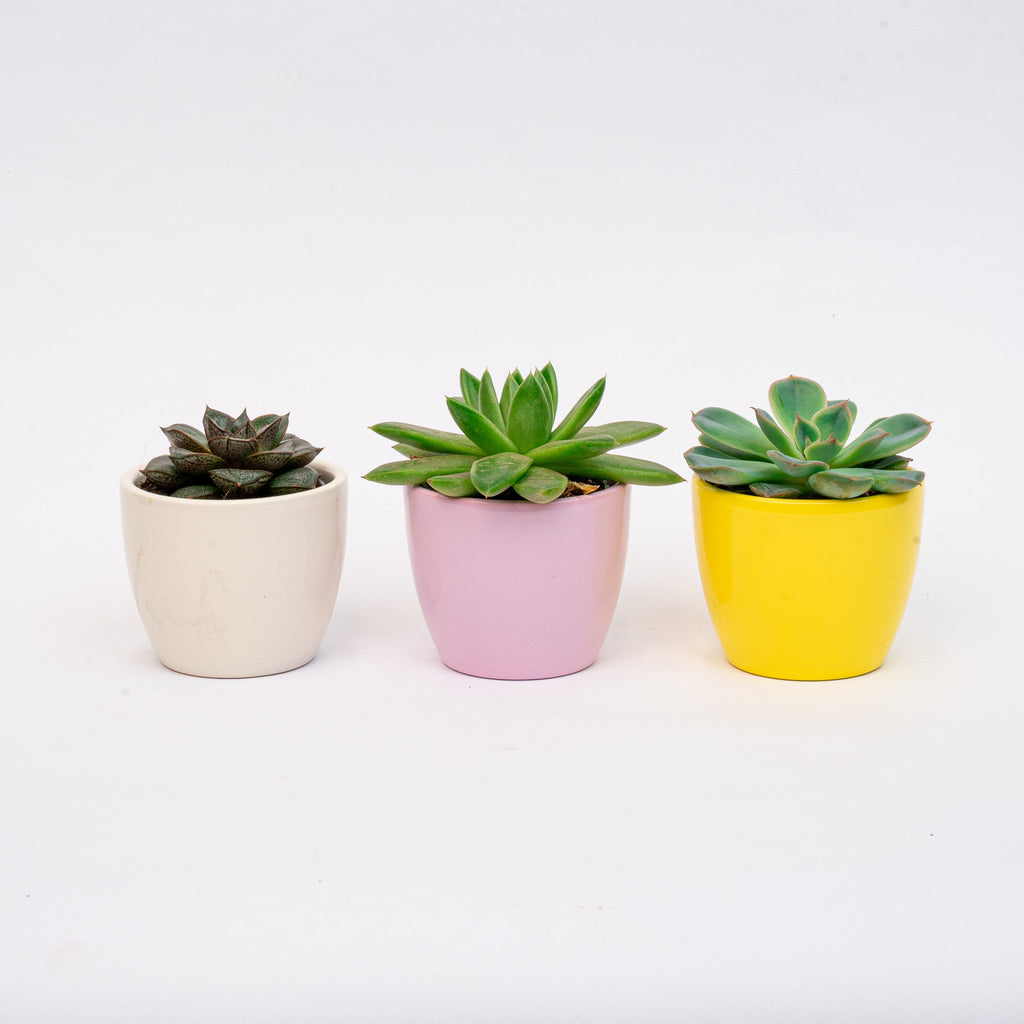 Plant Set Of 3 With Mini Pot - Pastel Spring - Mixed Plants - Ø 6 Cm