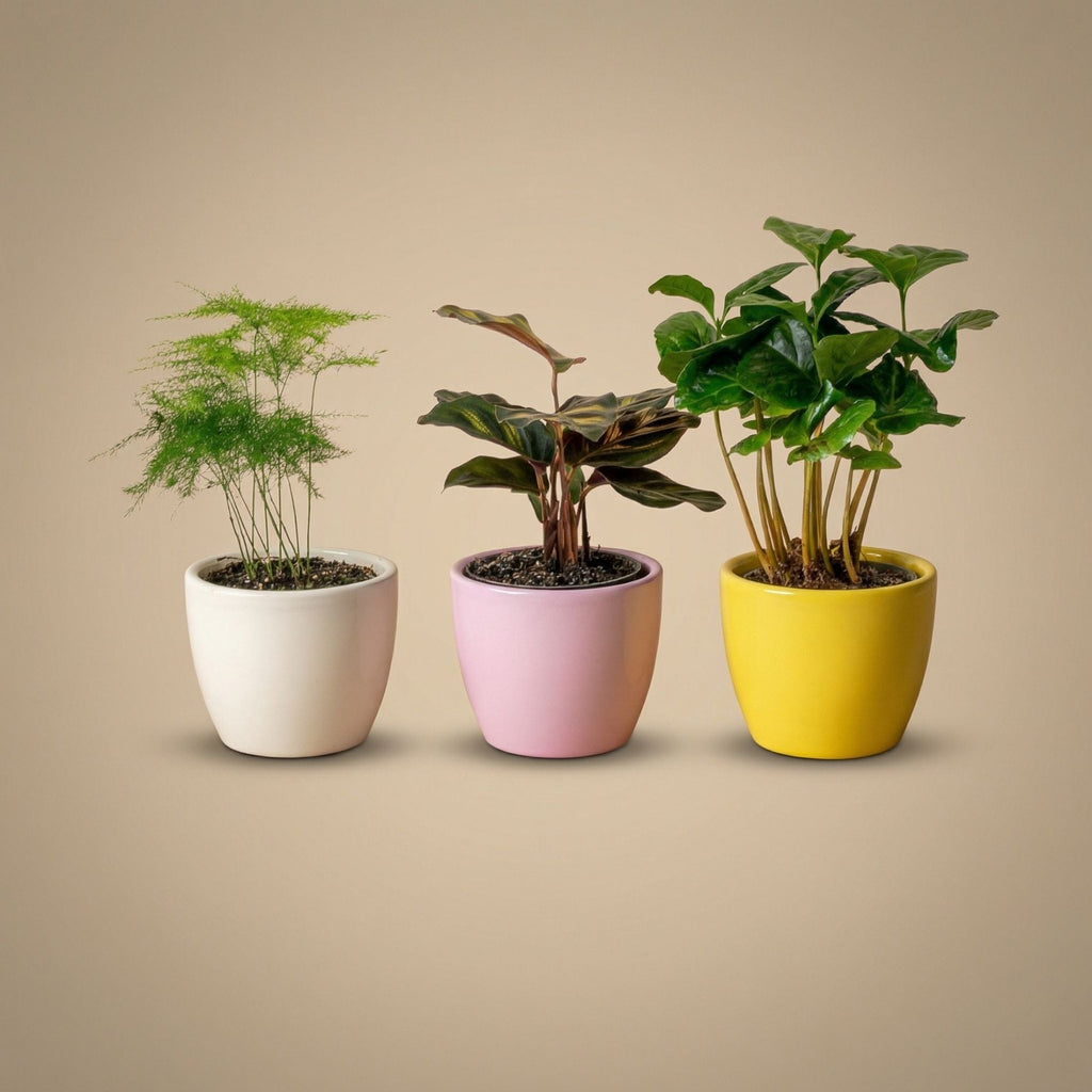 Plant Set Of 3 With Mini Pot - Pastel Spring - Mixed Plants - Ø 6 Cm