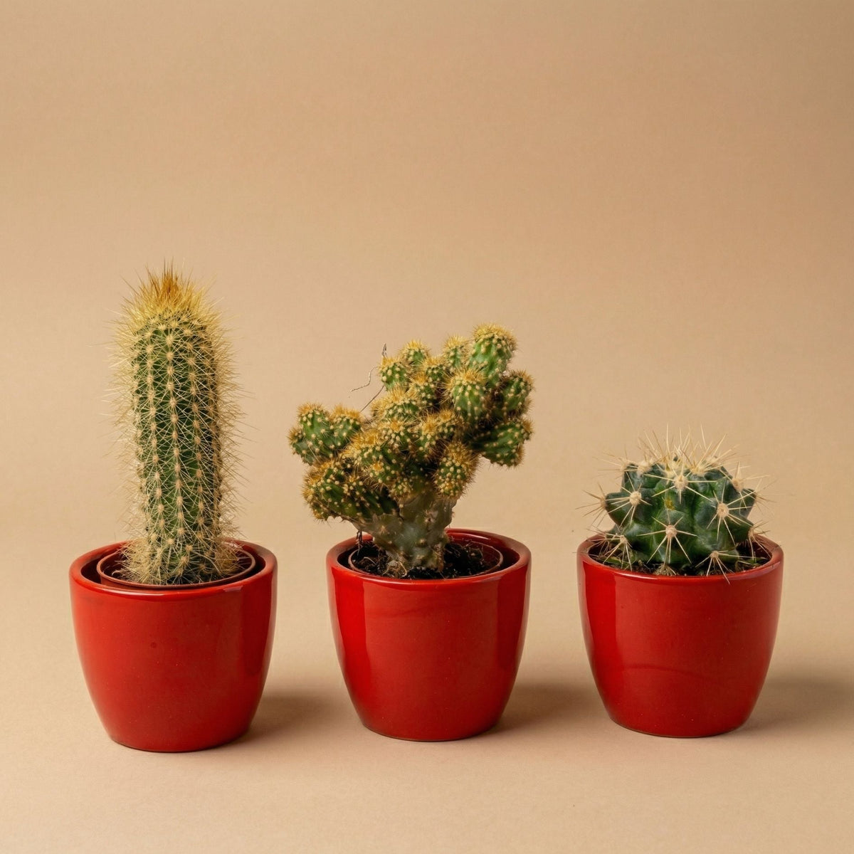 Cactus Set Of 3 With Red Mini Pot - Mixed Live Cacti - ↑ 8–12 Cm