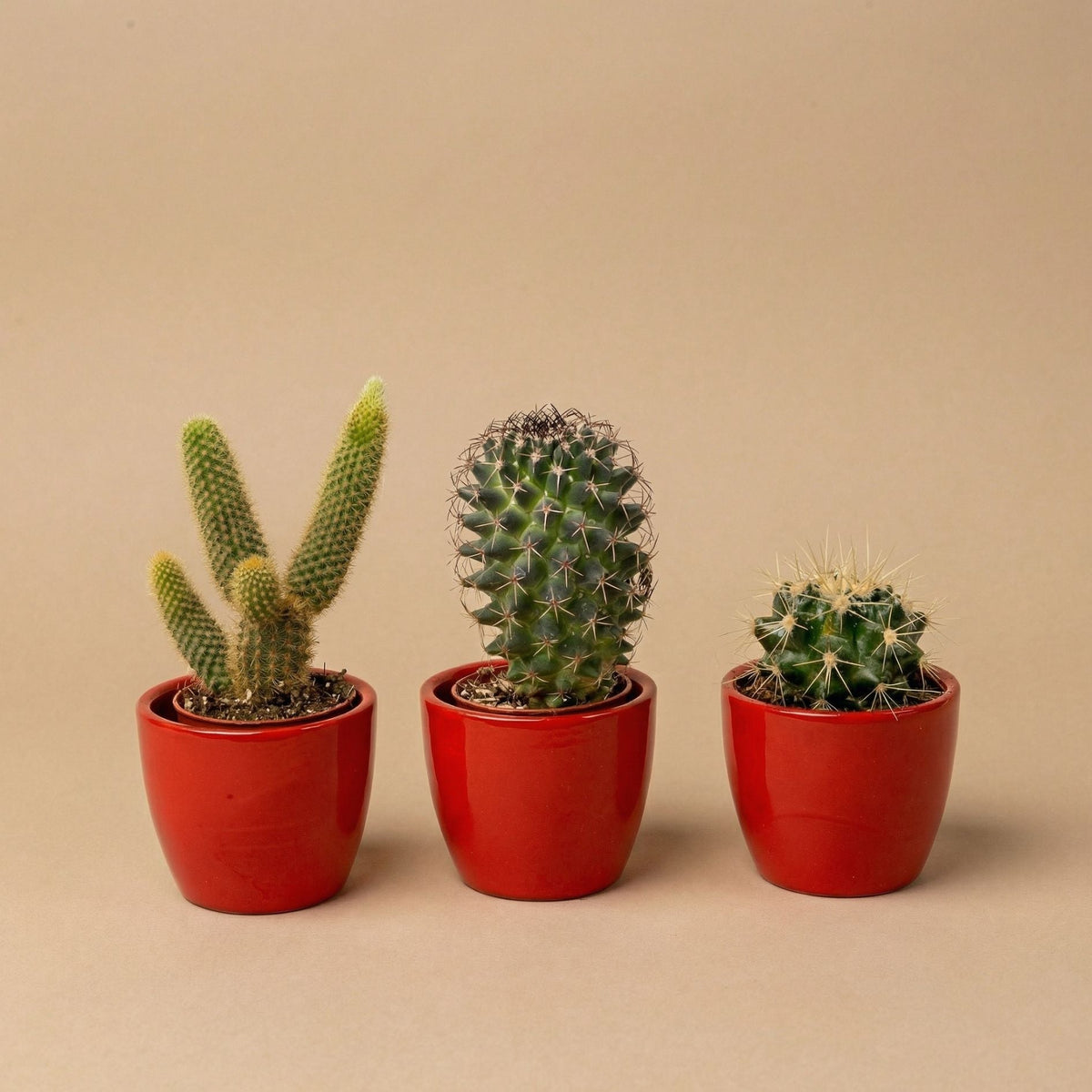 Cactus Set Of 3 With Red Mini Pot - Mixed Live Cacti - ↑ 8–12 Cm