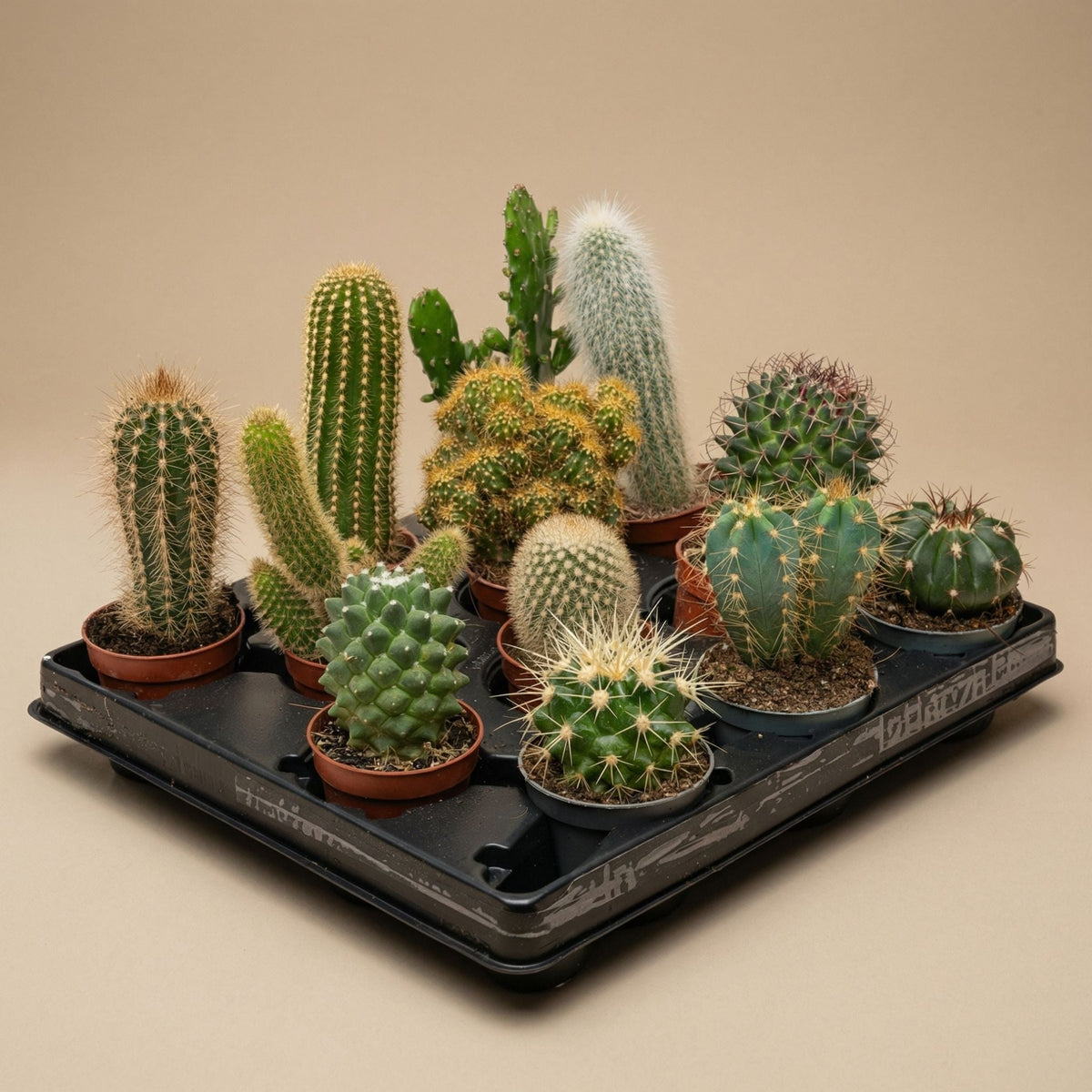 Cacti Set Of 6 In Ceramic Mini Pot San Juan - ↑ 8–12 Cm