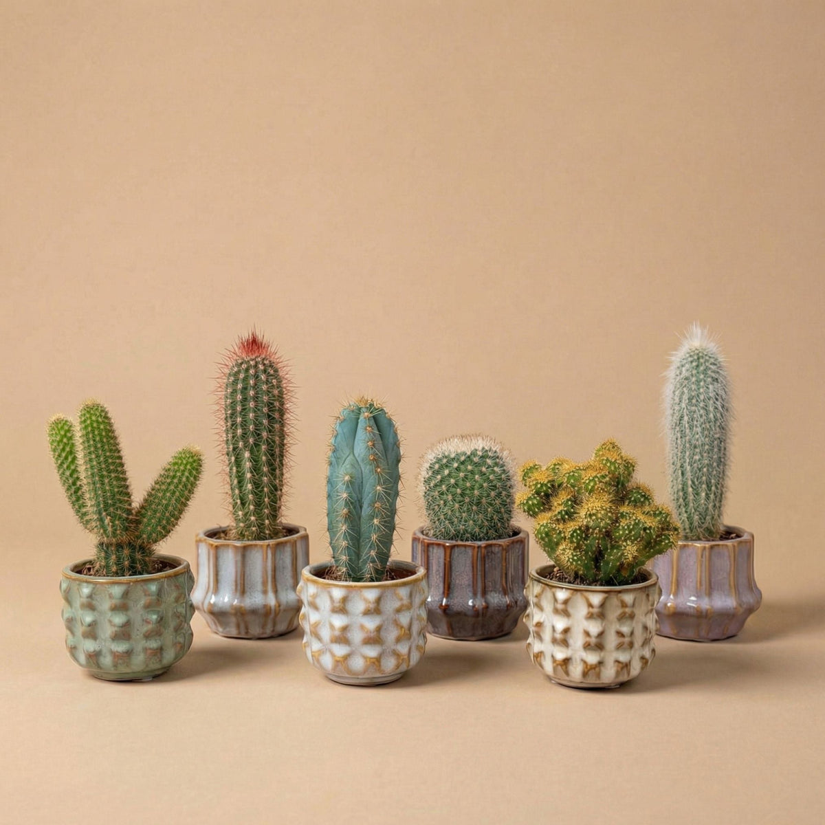 Cactus Set Of 6 - ↑ 8–12 Cm