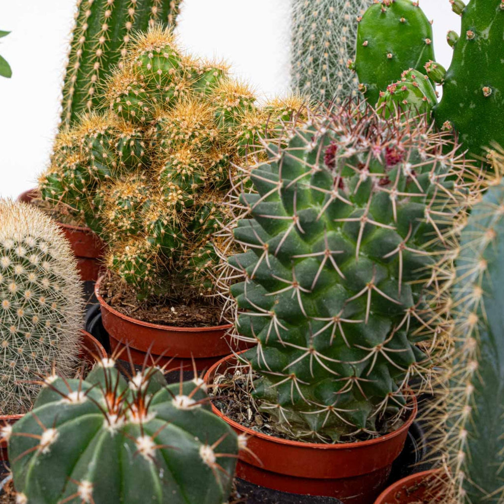 Cacti Set Of 6 In Ceramic Mini Pot San Juan - ↑ 8–12 Cm