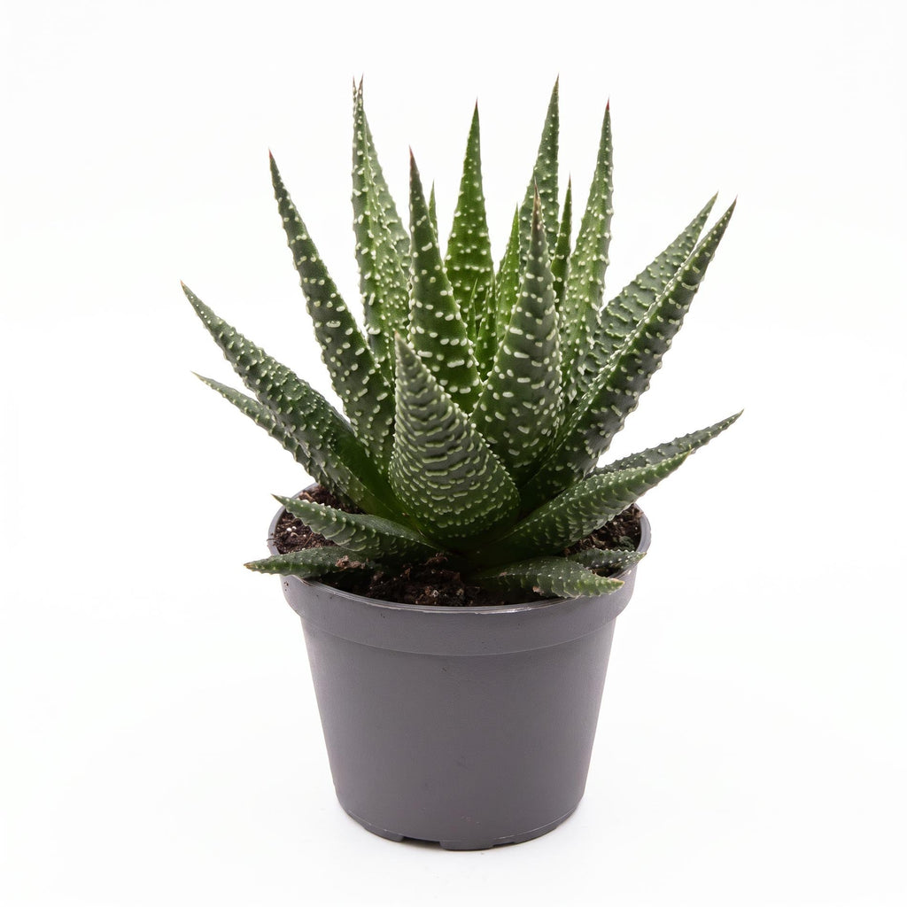 Haworthia Gasworthia - Mini Succulent - Potsize 5.5