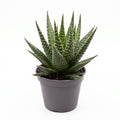 Haworthia Gasworthia - Mini Succulent - Potsize 5.5