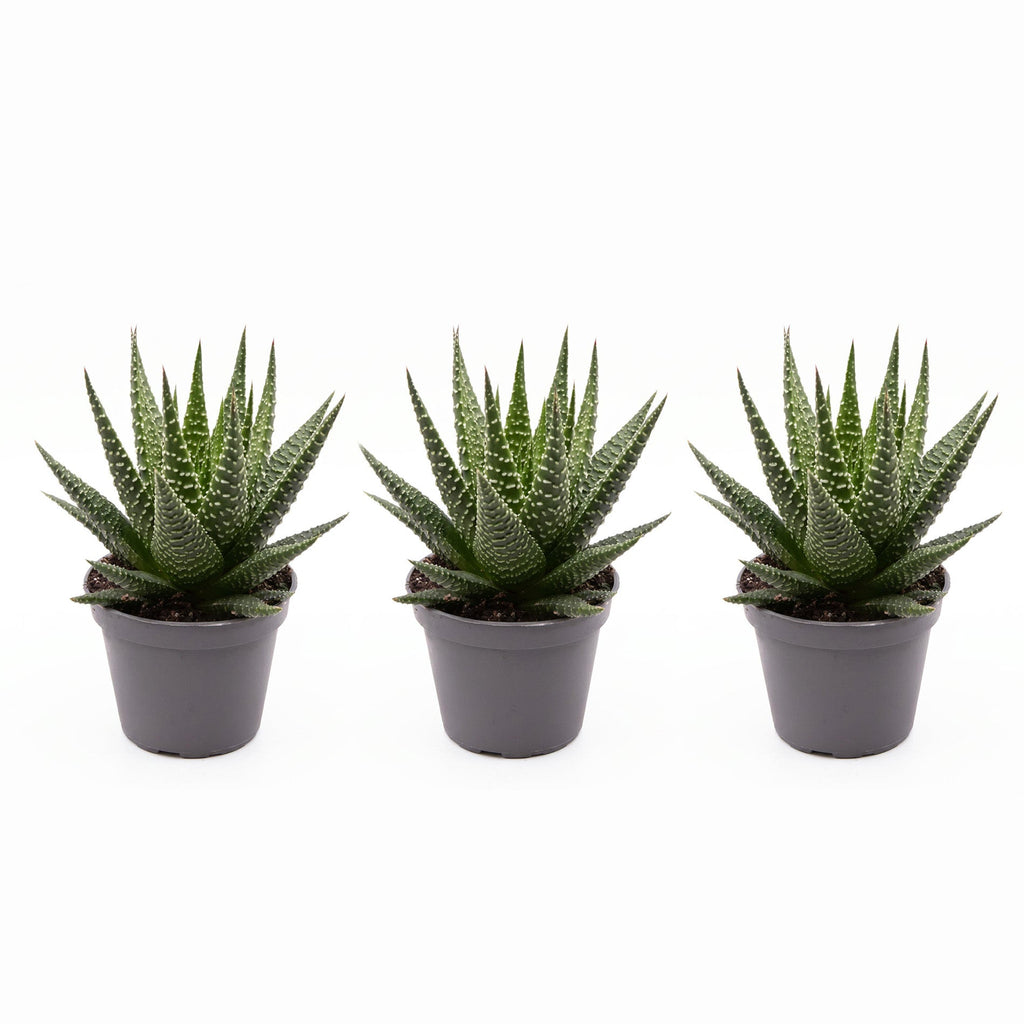 Haworthia Gasworthia - Mini Succulent - Potsize 5.5