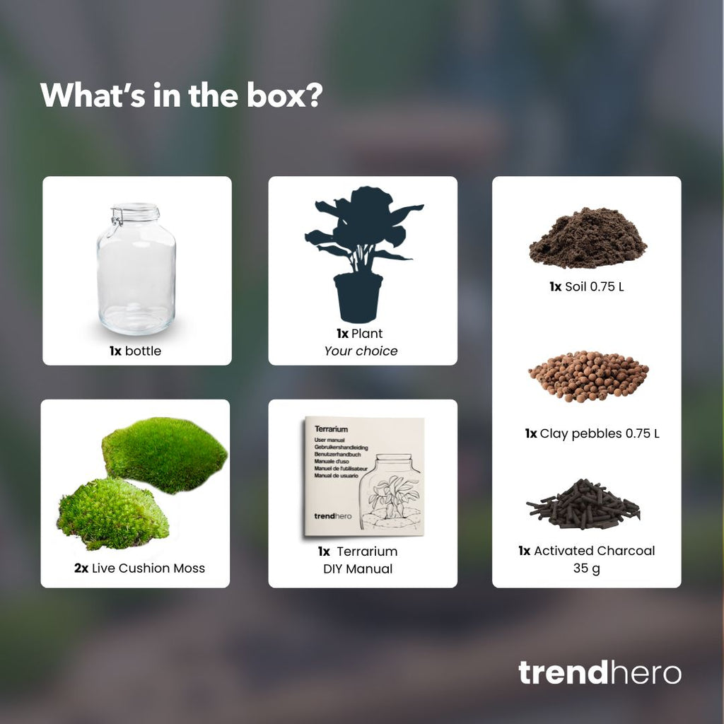 Jar Coffea Arabica - Terrarium - Bottle Garden Diy Kit - Ø 18 Cm ↑ 28 Cm