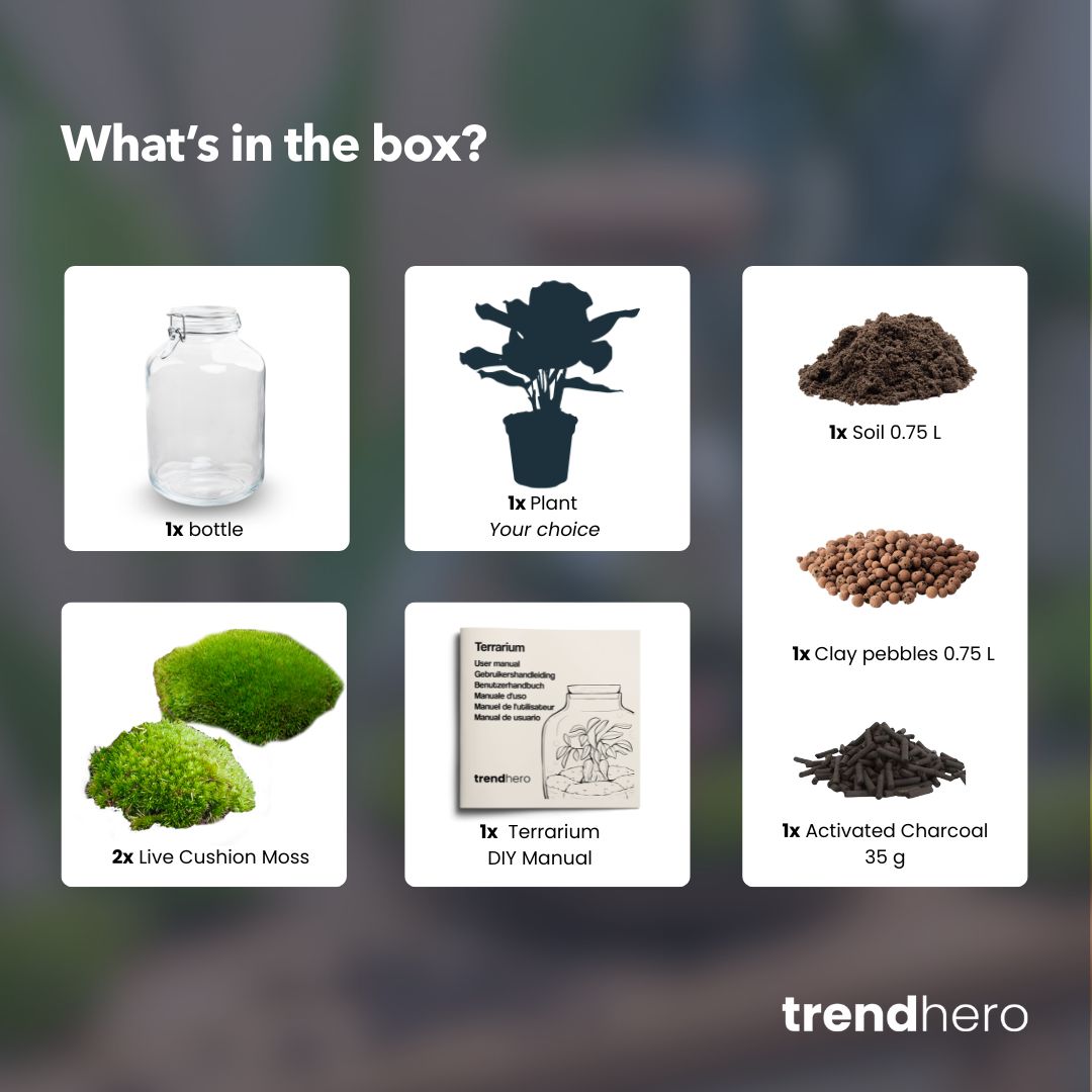 Jar Coffea Arabica - Terrarium - Bottle Garden Diy Kit - Ø 18 Cm ↑ 28 Cm