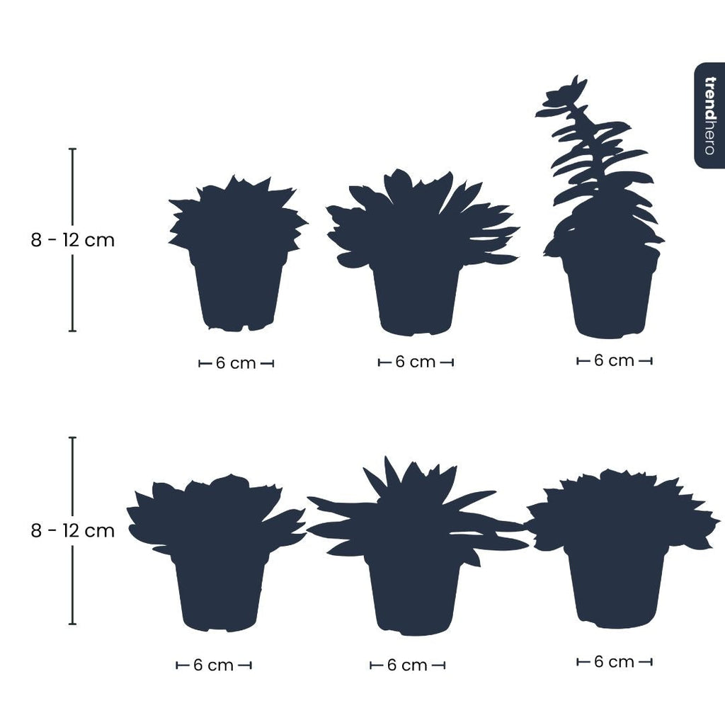 Set Of 3 -  Succulent Mix Set - Assorted Succulents In 6 Cm Pots (8–12 Cm High)