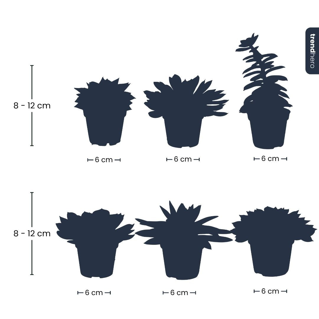 Set Of 3 -  Succulent Mix Set - Assorted Succulents In 6 Cm Pots (8–12 Cm High)