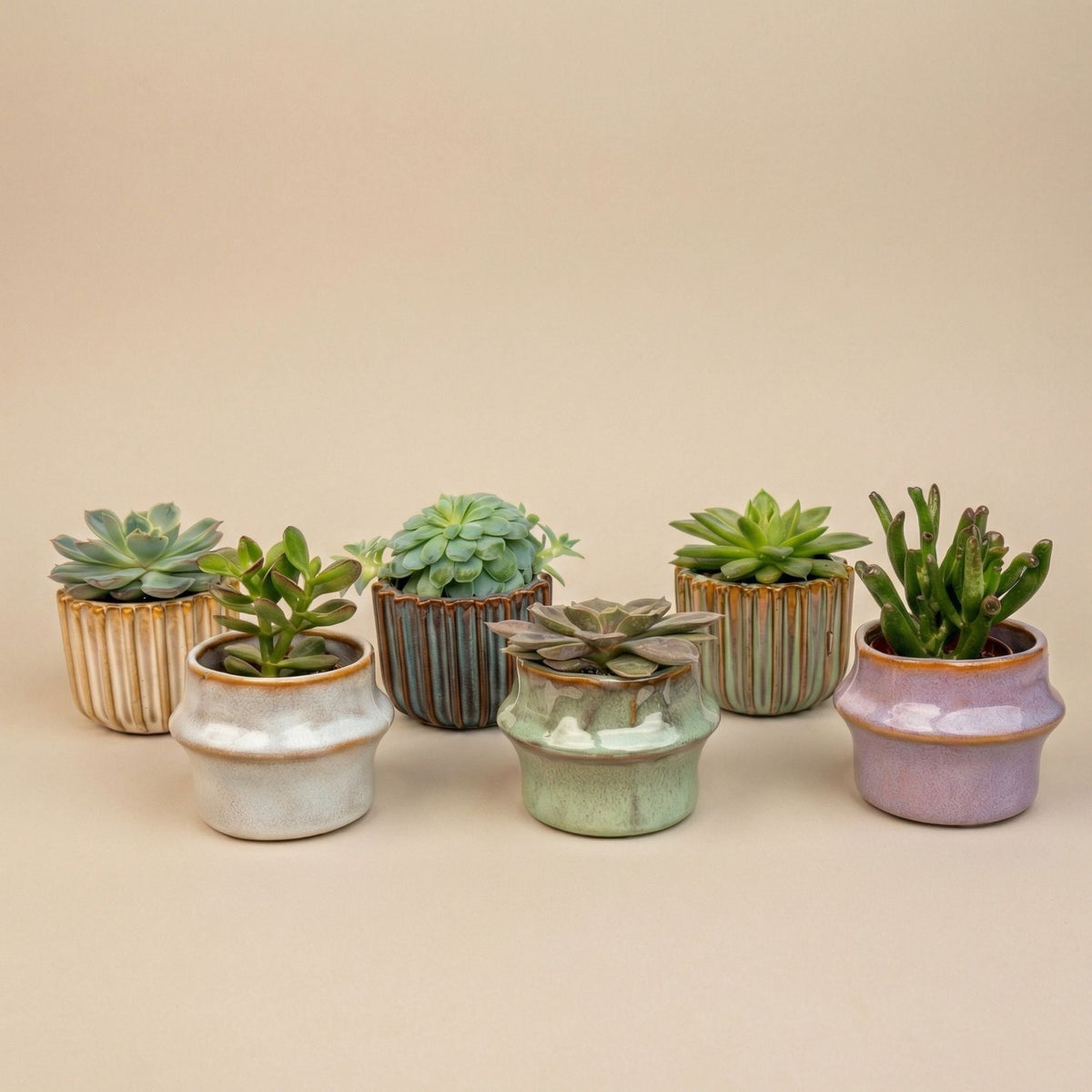 Succulents Set Of 6 In Ceramic Mini Pot Barcelona - ↑ 8–12 Cm