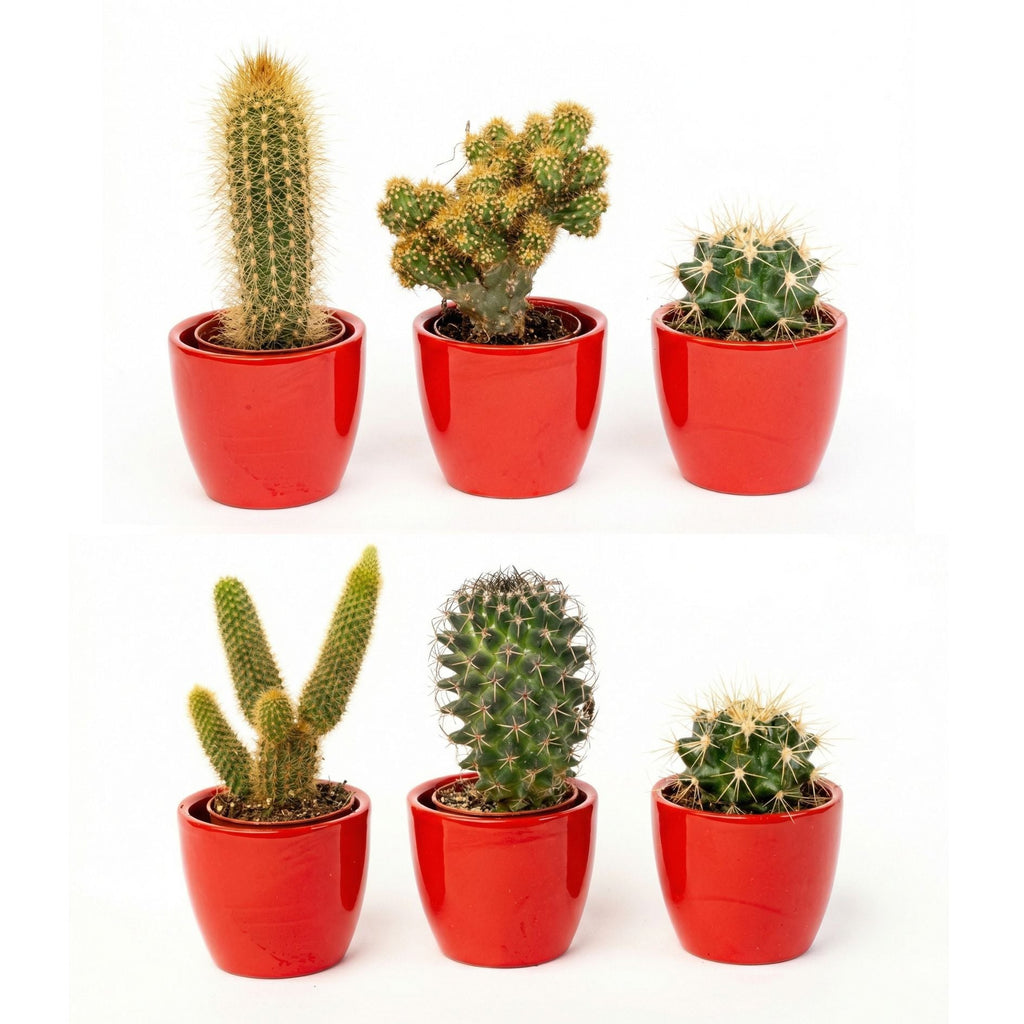 Cactus Set Of 3 With Red Mini Pot - Mixed Live Cacti - ↑ 8–12 Cm