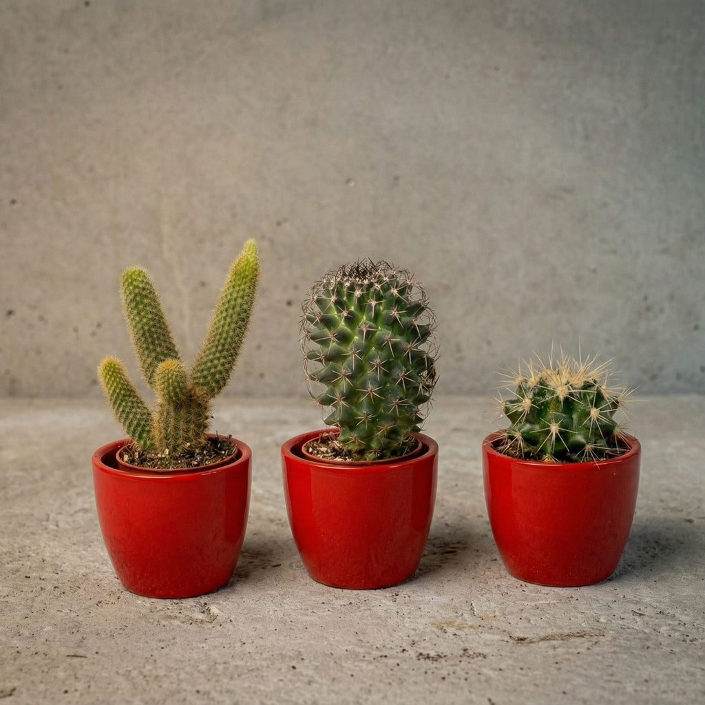 Cactus Set Of 3 With Red Mini Pot - Mixed Live Cacti - ↑ 8–12 Cm