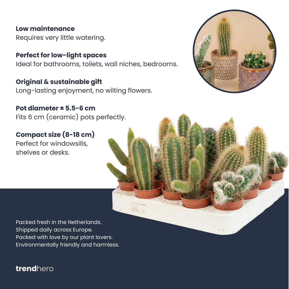 Cacti Set Of 6 In Ceramic Mini Pot San Juan - ↑ 8–12 Cm