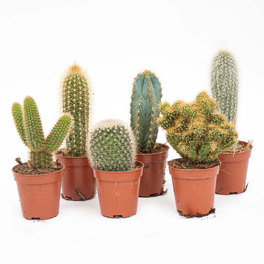 Cactus Set Of 6 - ↑ 8–12 Cm