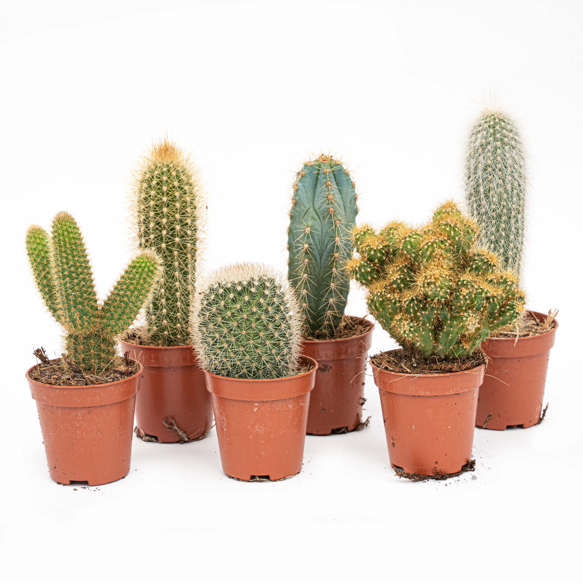 Cactus Set Of 6 - ↑ 8–12 Cm