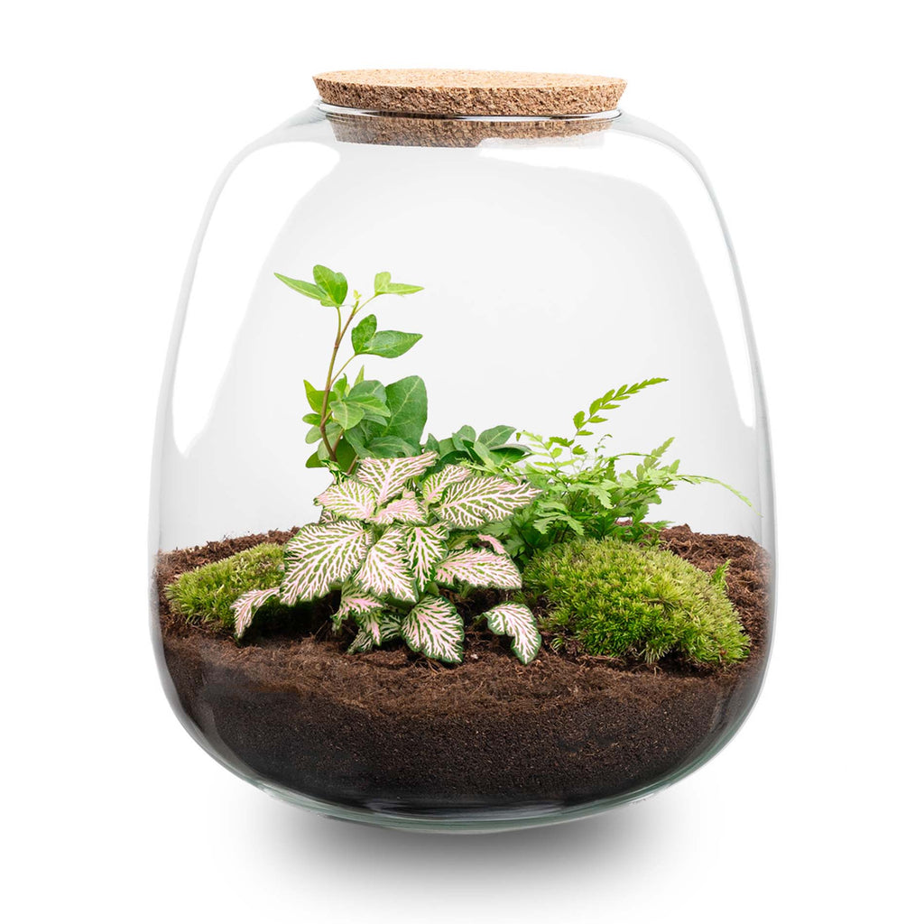 Terrarium Emma - Ø 23 Cm ↑ 25 Cm - Relatiegeschenk