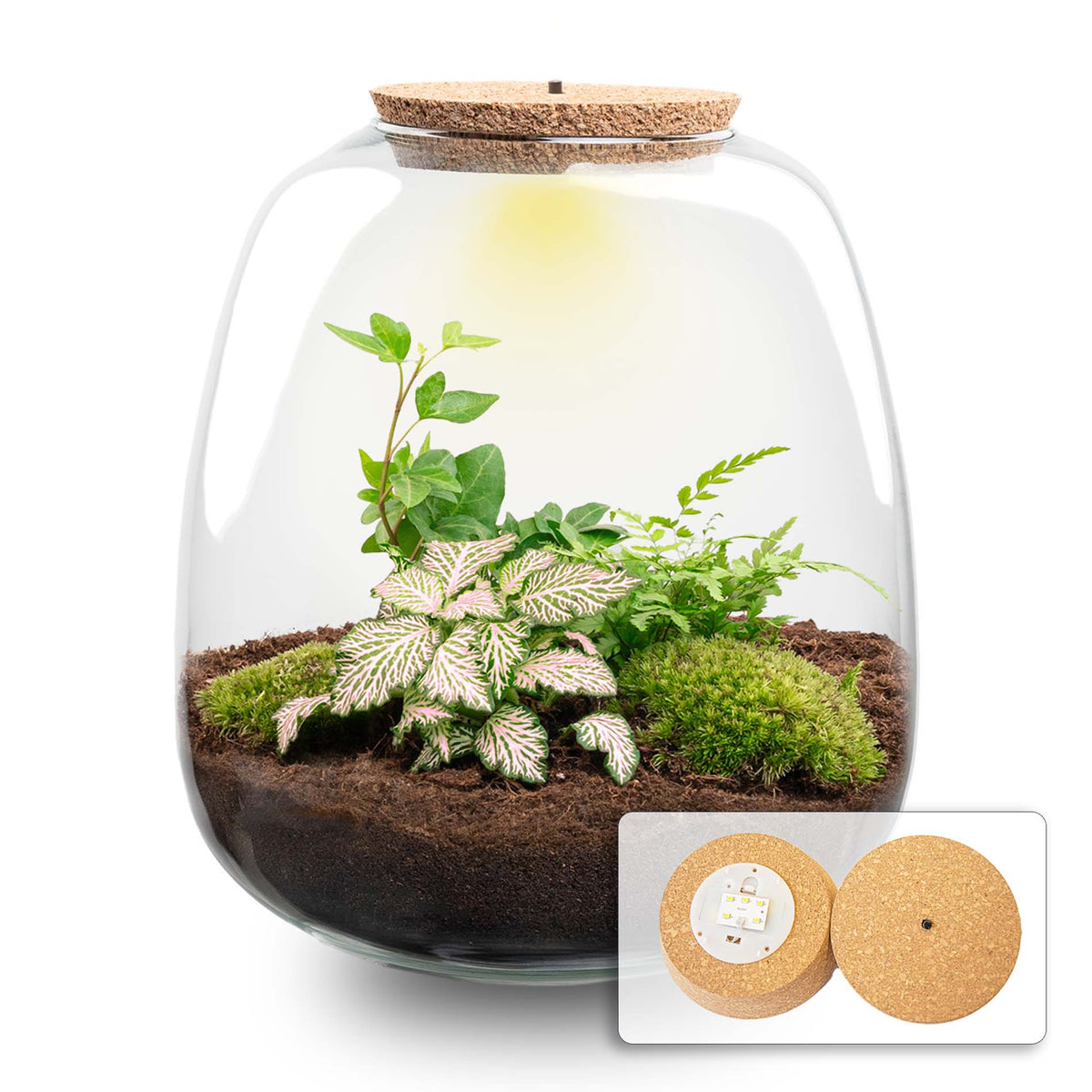 Terrarium Emma - Ø 23 Cm ↑ 25 Cm - Relatiegeschenk
