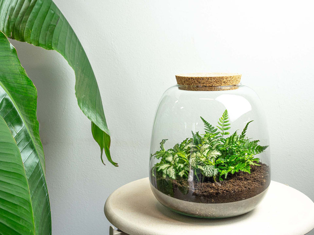 Emma Mini - Terrarium With Cork - Bottle Garden Diy Kit - Ø 19 Cm ↑ 20 Cm