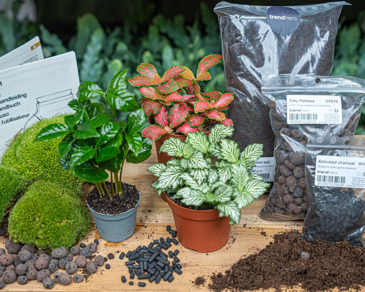 Coffea Arabica - Plant Terrarium Refill & Starter Kit - 3 Terrarium Plants - Diy