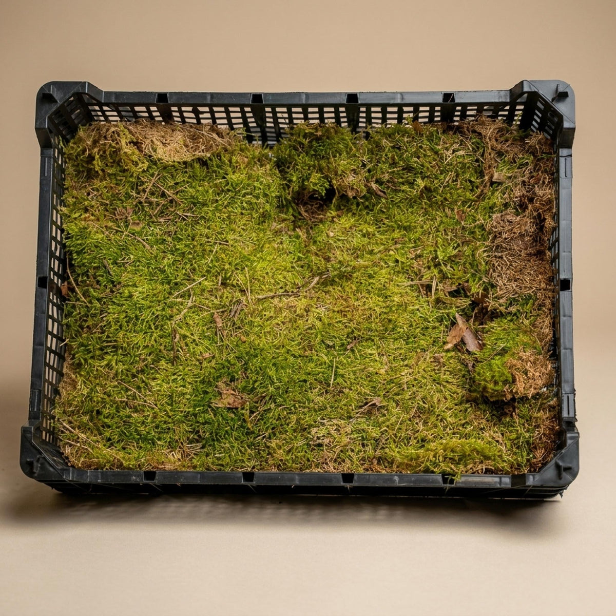 Flat Moss - Dried - Approx. 30 X 20 Cm - 1 Box