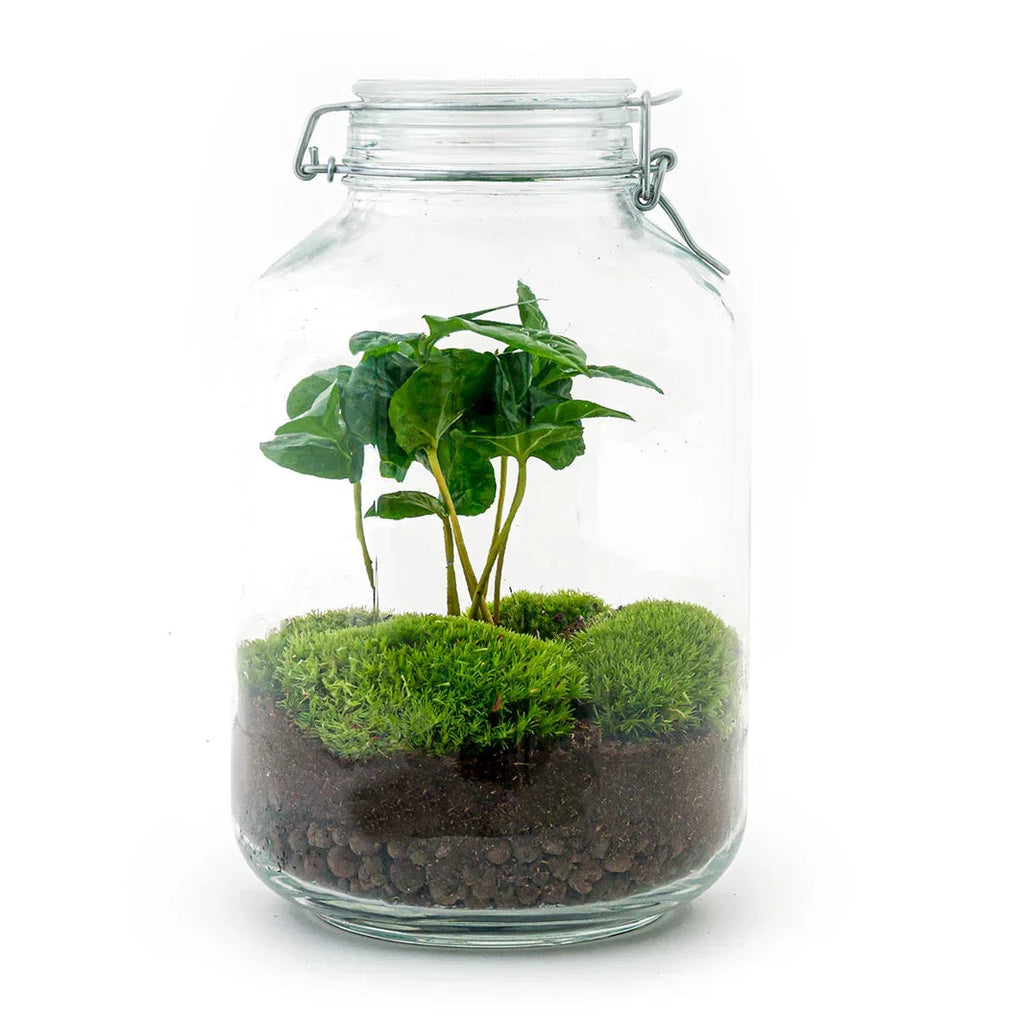 Jar Coffea Arabica - Terrarium - Bottle Garden Diy Kit - Ø 18 Cm ↑ 28 Cm