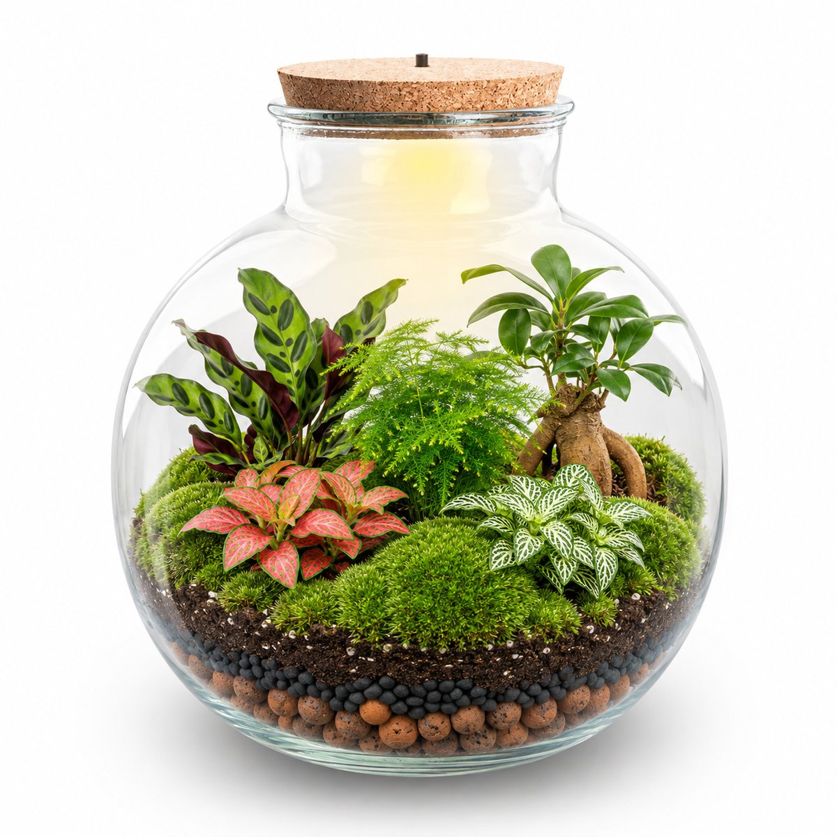 Kit terrarium Bonsaï zen une fois monté : grande bouteille à bouchon LED, ficus ginseng et quatre plantes sur un tapis de mousse (image d'illustration)