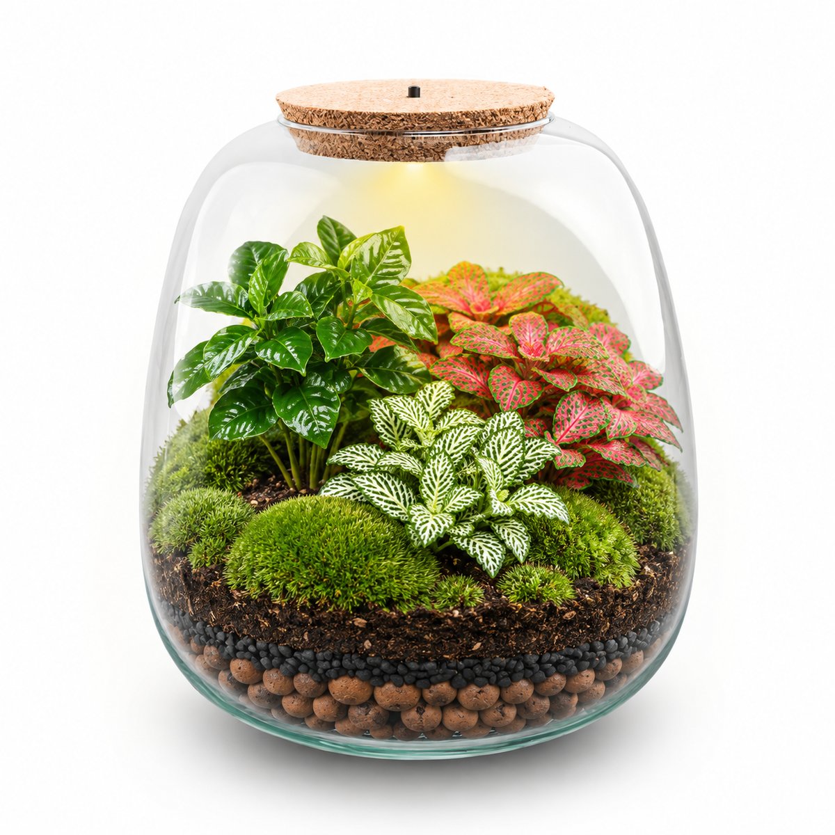 Kit terrarium Café tropical une fois monté : bouteille à bouchon LED, caféier et deux fittonias sur un tapis de mousse (image d'illustration)