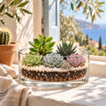 Terrarium Désert ouvert monté, cinq succulentes dans une coupelle en verre sur un rebord de fenêtre ensoleillé (image d'illustration)