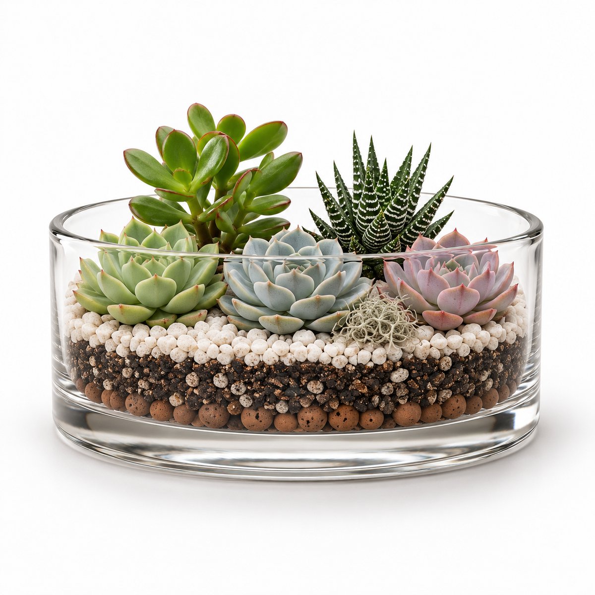 Kit terrarium Désert ouvert une fois monté : coupelle en verre ouverte, cinq succulentes sur substrat minéral et galets blancs (image d'illustration)