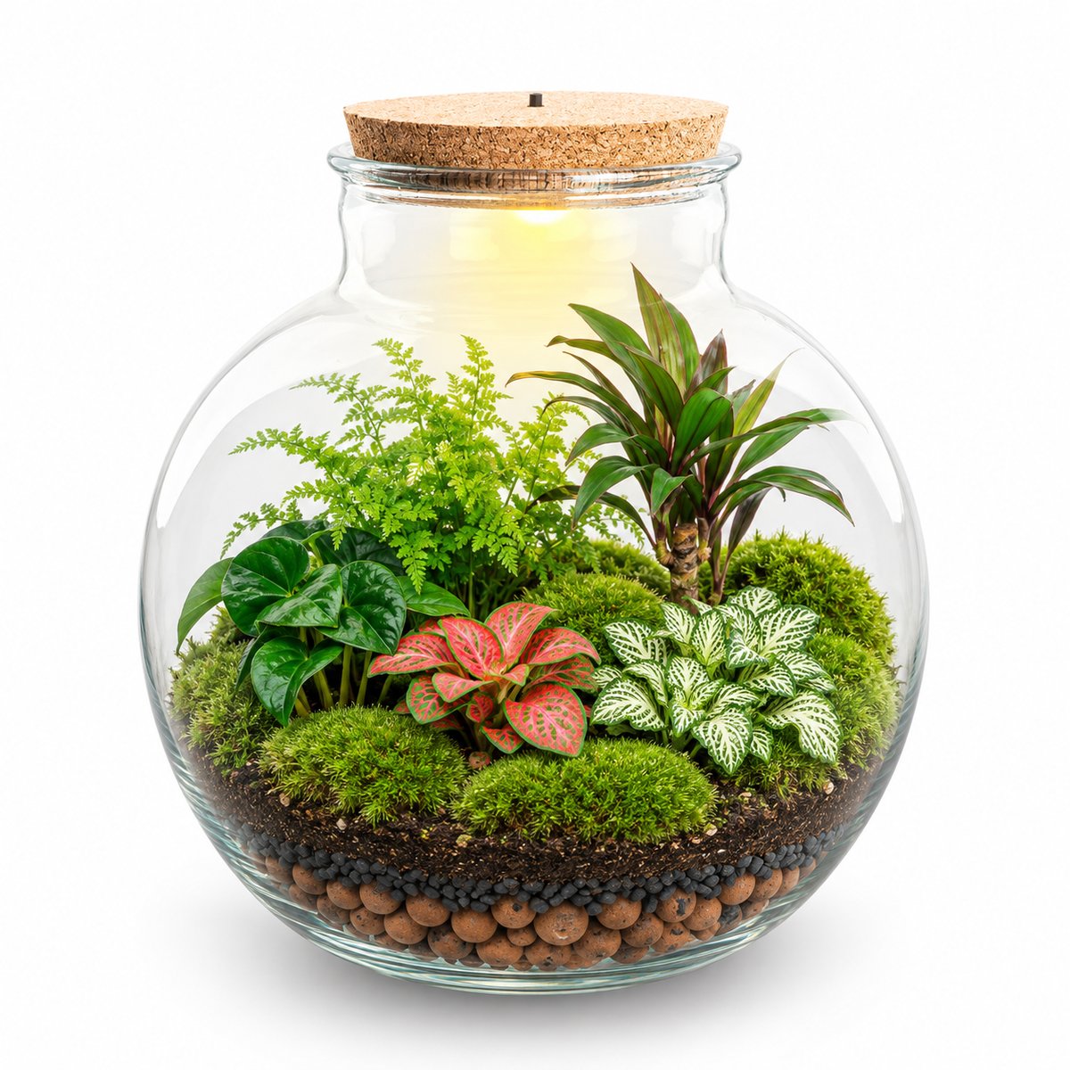 Kit terrarium Jungle une fois monté : bouteille ronde à col large, cinq plantes tropicales sur un tapis de mousse (image d'illustration)