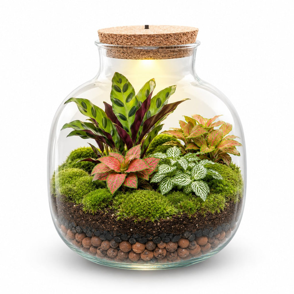 Kit terrarium Sous-bois une fois monté : bouteille à bouchon LED, calathea et fittonias sur un tapis de mousse (image d'illustration)