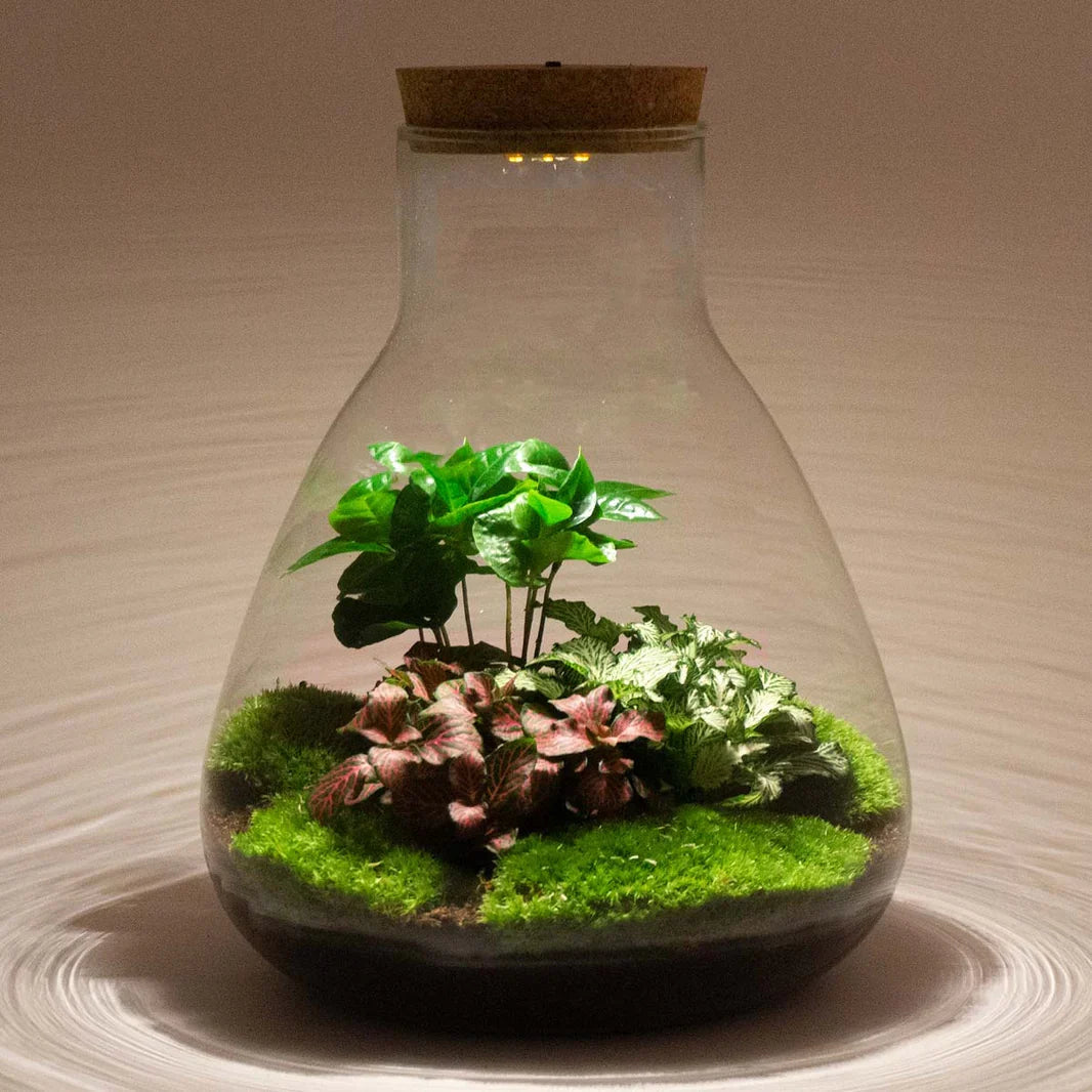 Cork With Led - Terrarium Cork With Light -  3 Sizes Available
