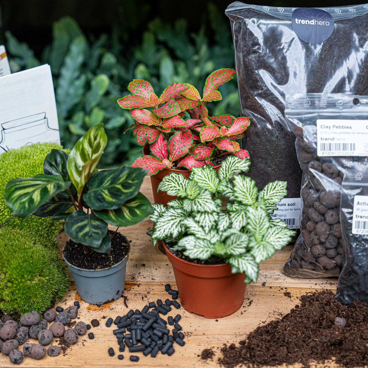 Calathea Makoyana - Plant Terrarium Refill & Starter Kit - 3 Terrarium Plants - Diy