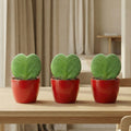 Sweetheart Plant Set - 3X Pot & Plant - Red Or Pink