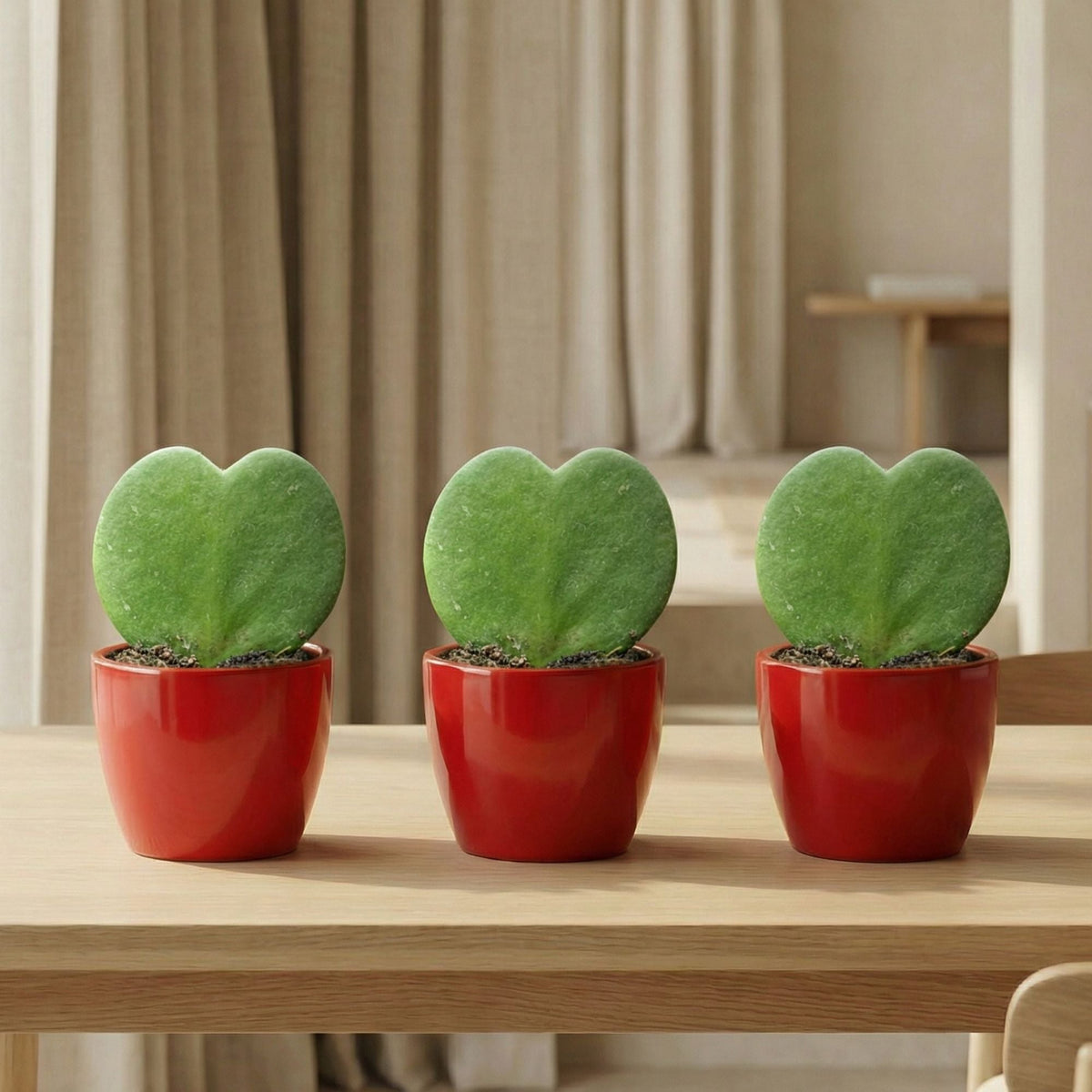 Sweetheart Plant Set - 3X Pot & Plant - Red Or Pink