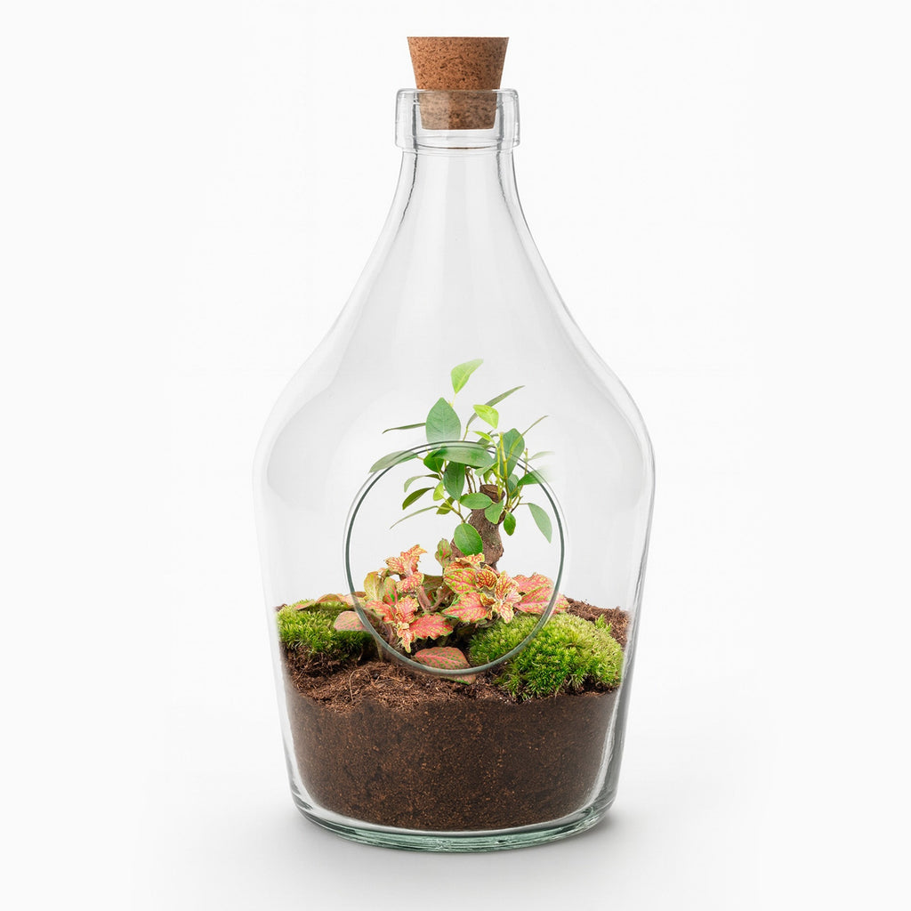 Open Terrarium John – Bonsai & Ruby Lime ↑ 30 Cm