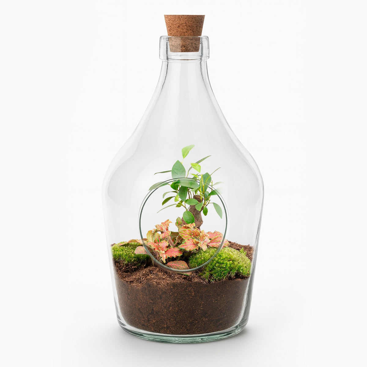 Open Terrarium John – Bonsai & Ruby Lime ↑ 30 Cm