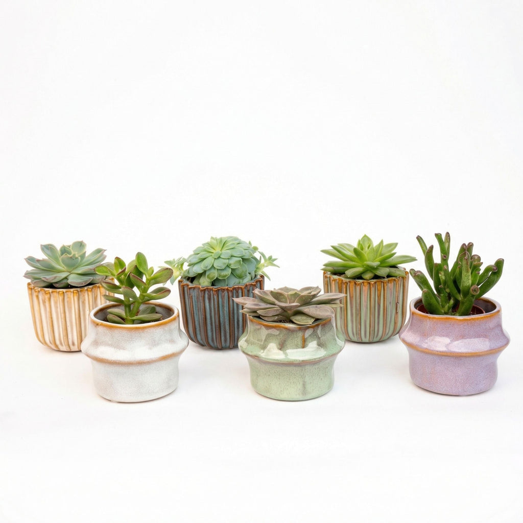 Succulents Set Of 6 In Ceramic Mini Pot Barcelona - ↑ 8–12 Cm
