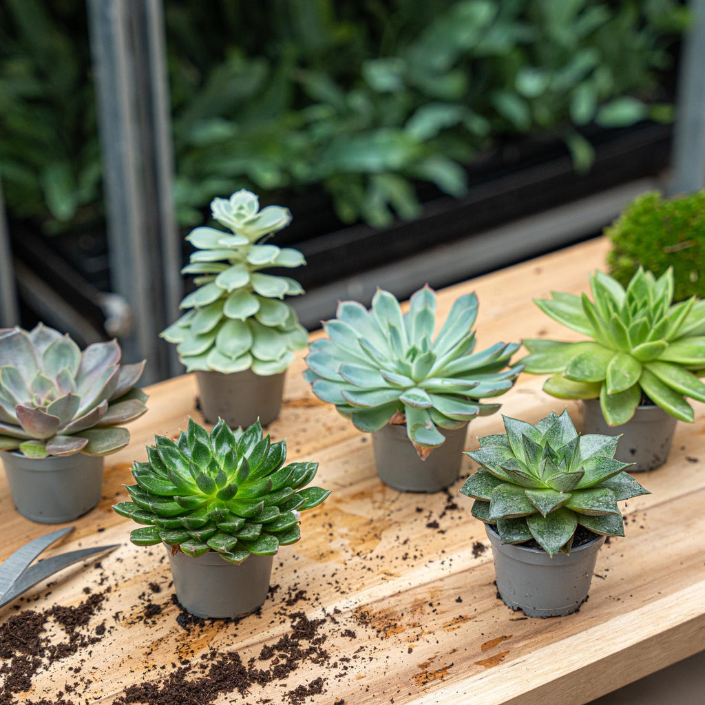 Set Of 3 -  Succulent Mix Set - Assorted Succulents In 6 Cm Pots (8–12 Cm High)