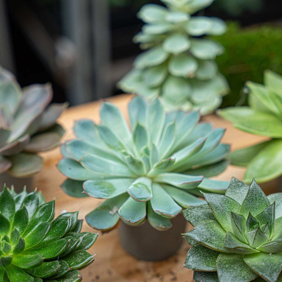Set Of 3 -  Succulent Mix Set - Assorted Succulents In 6 Cm Pots (8–12 Cm High)
