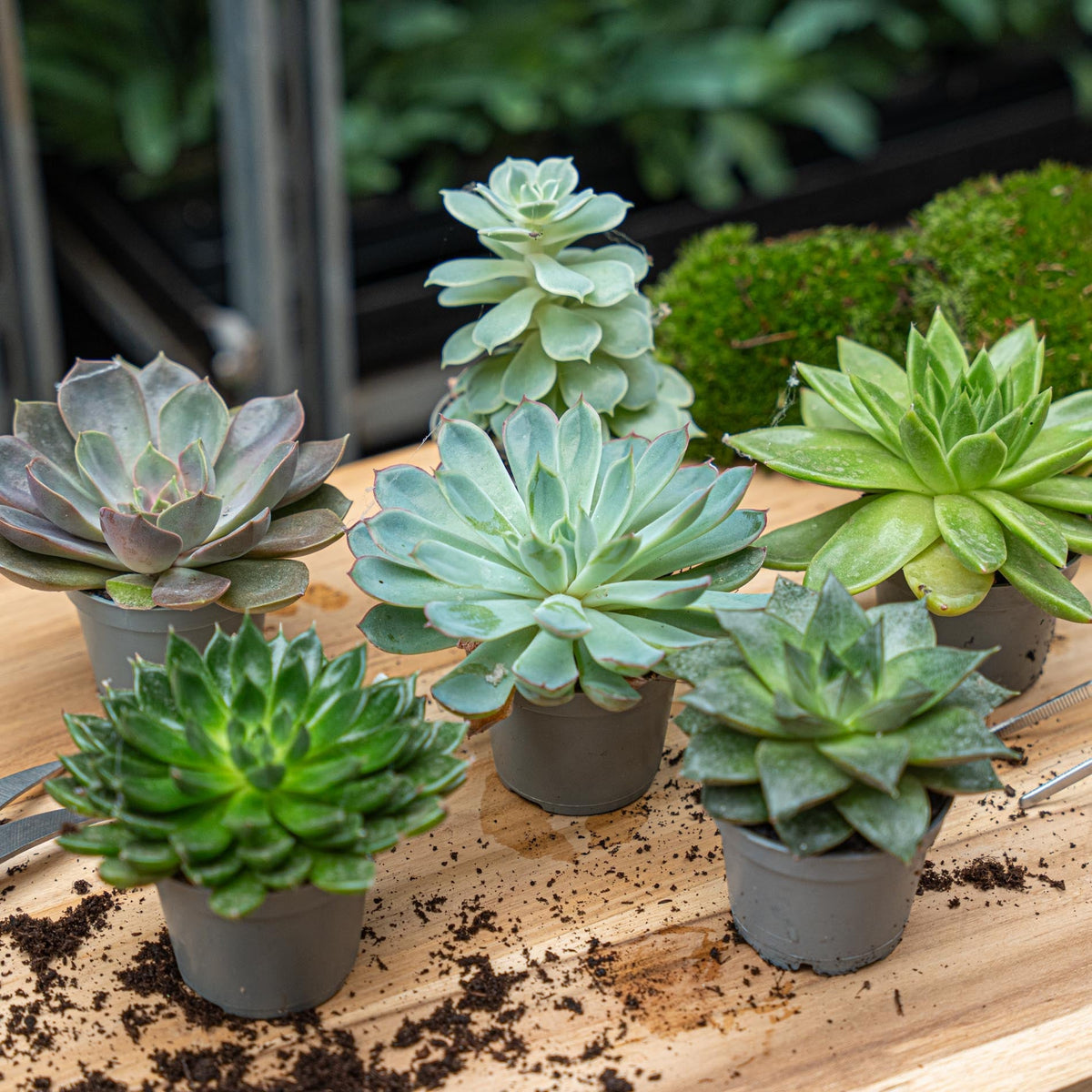 Set Of 3 -  Succulent Mix Set - Assorted Succulents In 6 Cm Pots (8–12 Cm High)