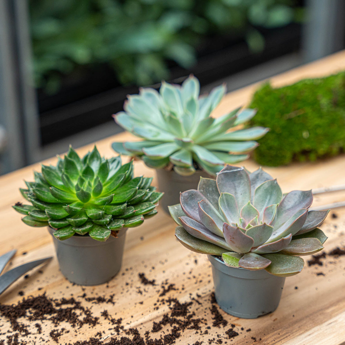 Set Of 3 -  Succulent Mix Set - Assorted Succulents In 6 Cm Pots (8–12 Cm High)