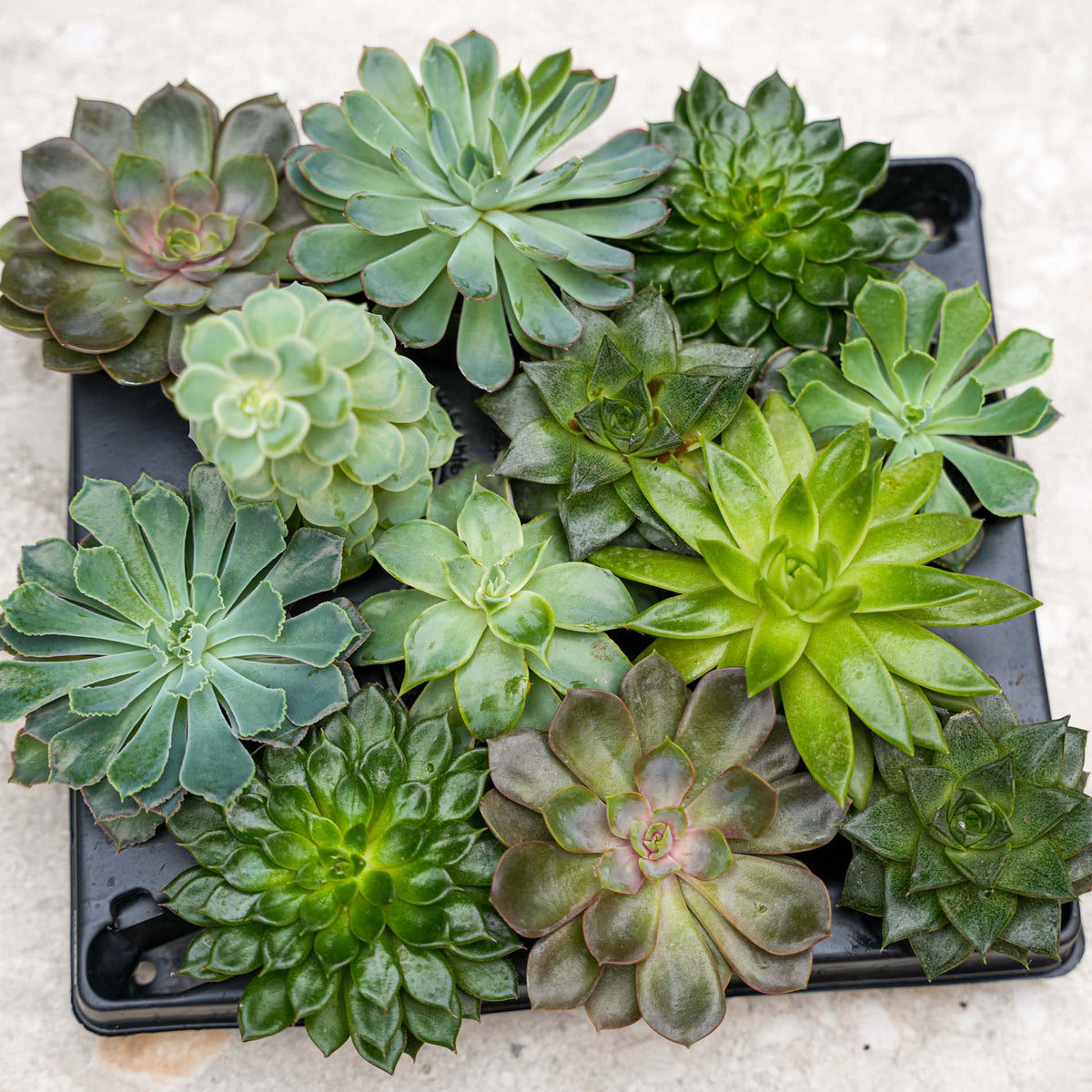 Set Of 3 -  Succulent Mix Set - Assorted Succulents In 6 Cm Pots (8–12 Cm High)
