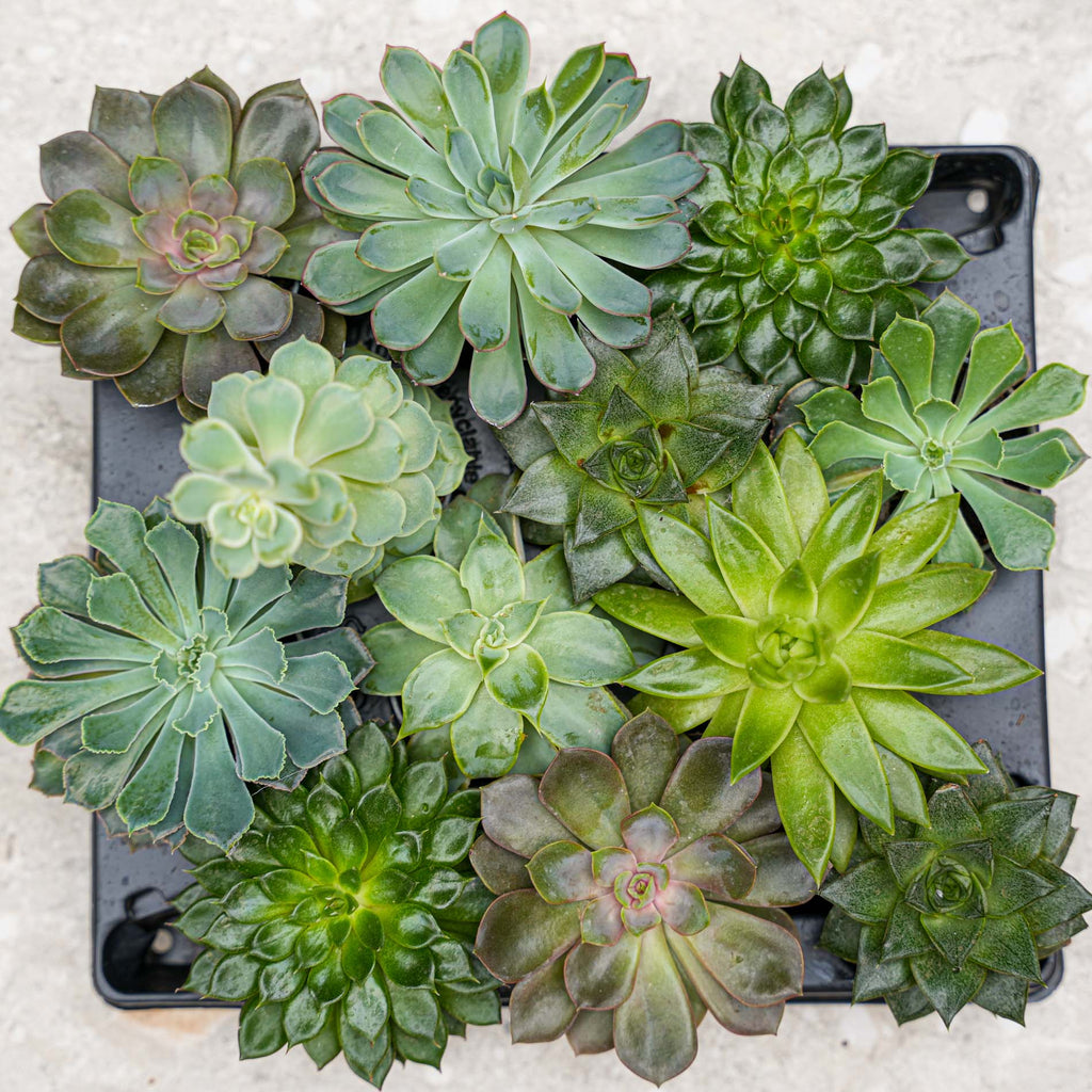 Set Of 3 -  Succulent Mix Set - Assorted Succulents In 6 Cm Pots (8–12 Cm High)