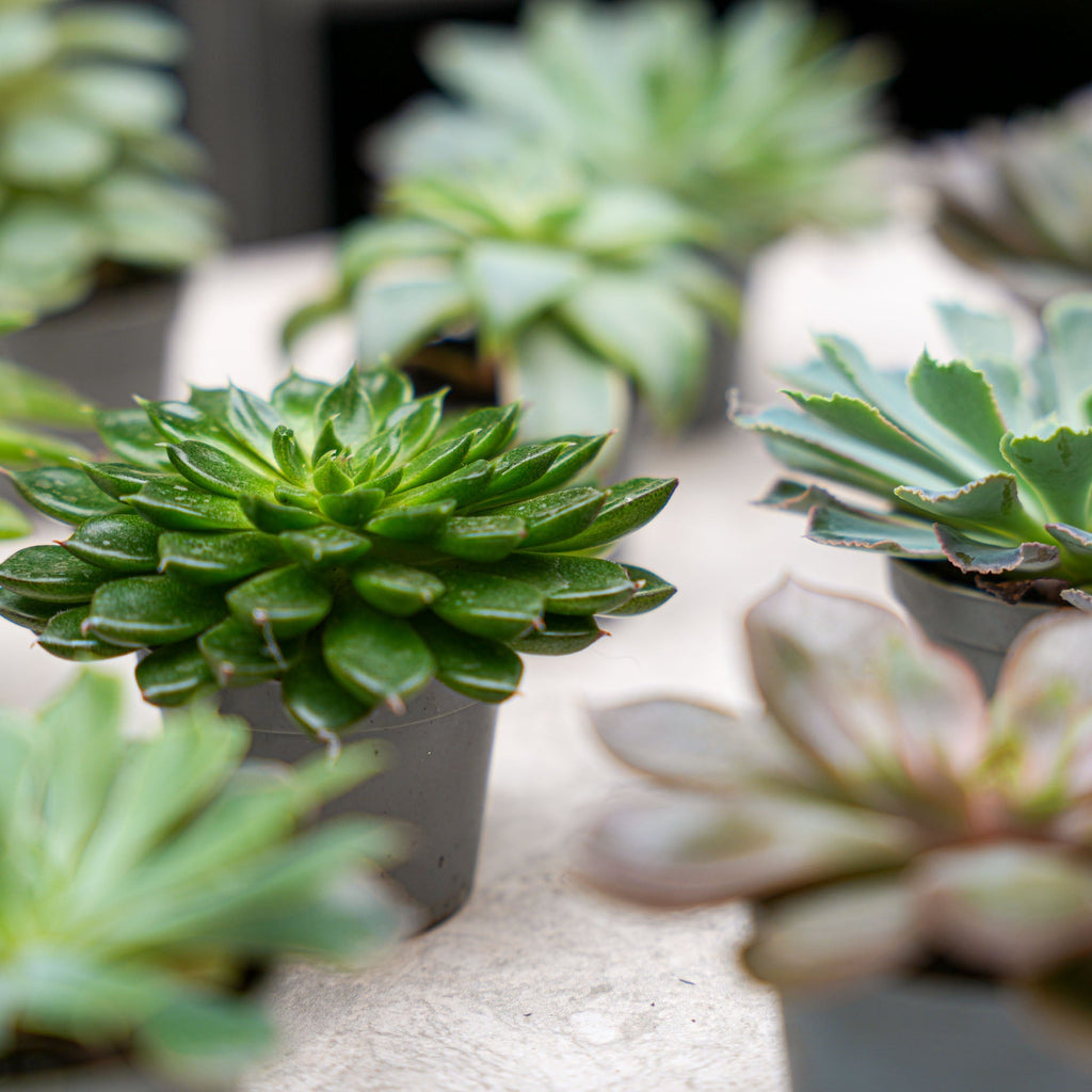 Set Of 3 -  Succulent Mix Set - Assorted Succulents In 6 Cm Pots (8–12 Cm High)