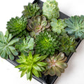 Set Of 3 -  Succulent Mix Set - Assorted Succulents In 6 Cm Pots (8–12 Cm High)