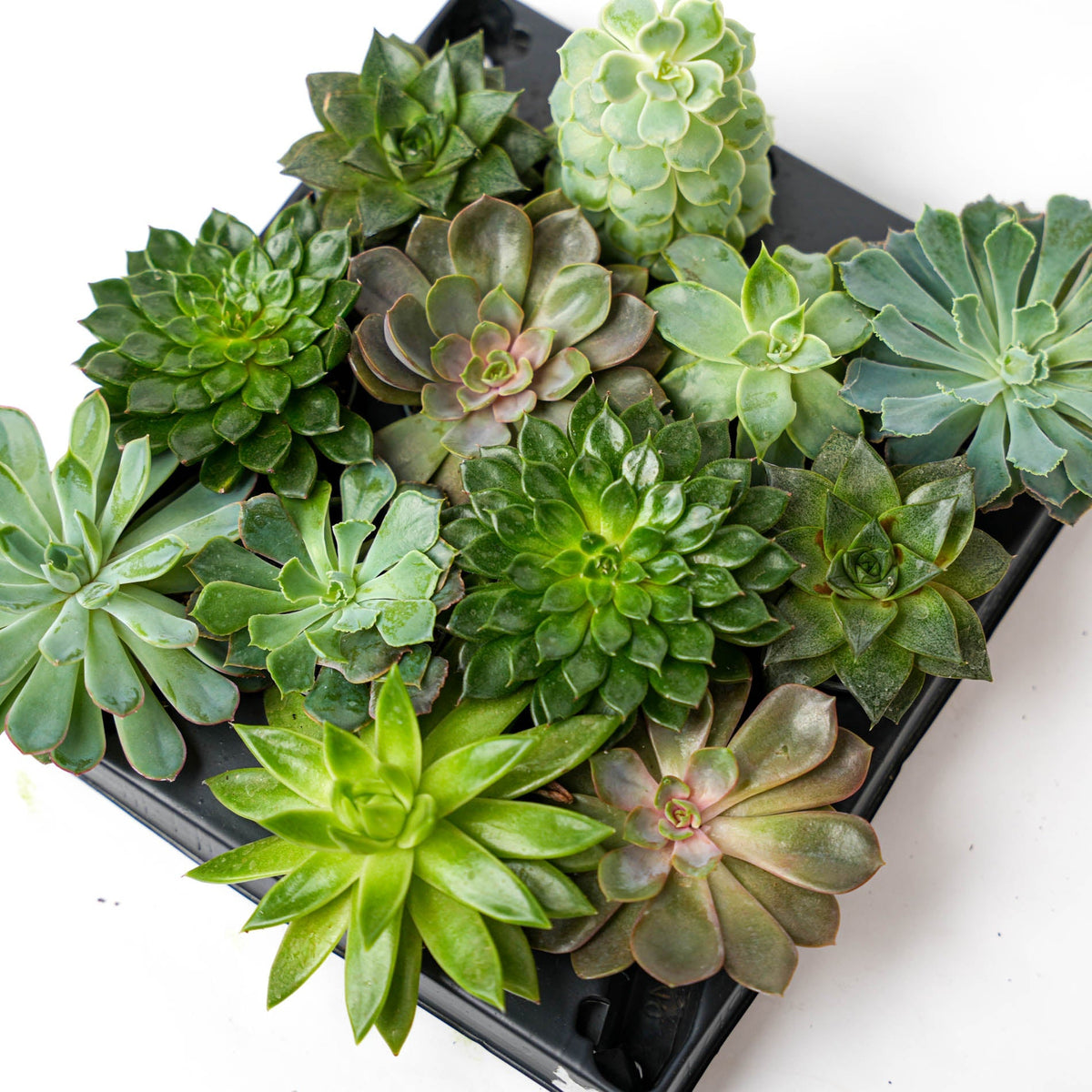 Set Of 3 -  Succulent Mix Set - Assorted Succulents In 6 Cm Pots (8–12 Cm High)