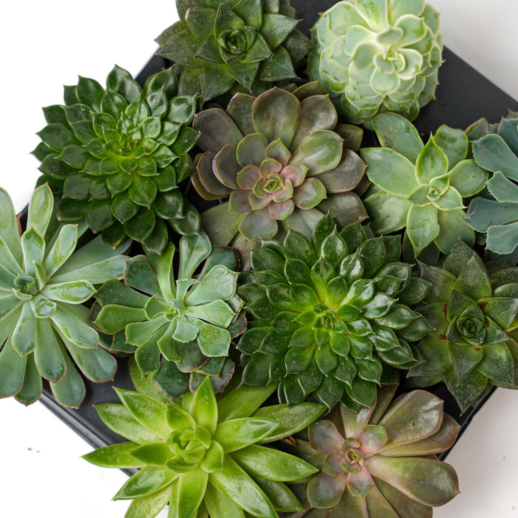 Set Of 3 -  Succulent Mix Set - Assorted Succulents In 6 Cm Pots (8–12 Cm High)